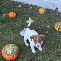 Moose, a male Jack Russell Terrier for sale in Assonet, MA – Photo 2 of 2
