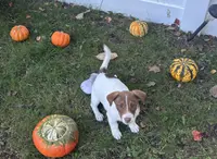 Moose, a male Jack Russell Terrier for sale in Assonet, MA – Photo 2 of 2