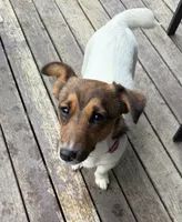 Annabelle , a female Jack Russell Terrier for sale in Mashpee, MA – 2 of 6