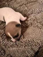 Rocky, a male Jack Russell Terrier for sale in Mashpee, MA – 2 of 4