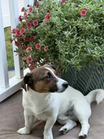 Tonka, a male Jack Russell Terrier for sale in Mashpee, MA – 2 of 6