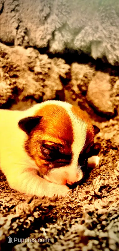 Stella  – Jack Russell Terrier puppy for sale in Mashpee, MA
