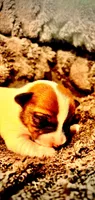 Stella , a female Jack Russell Terrier for sale in Mashpee, MA – 1 of 4