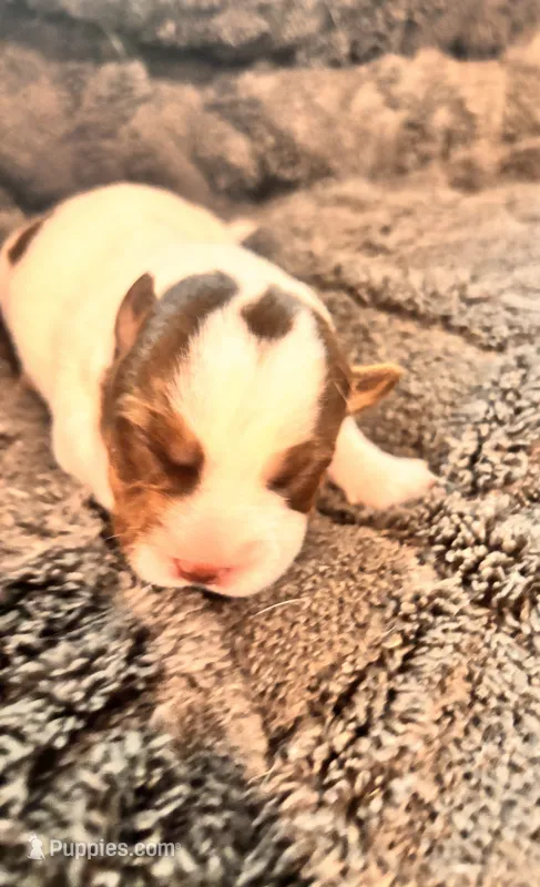 Moon – Jack Russell Terrier puppy for sale in Mashpee, MA