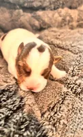 Moon, a female Jack Russell Terrier for sale in Mashpee, MA – 1 of 2