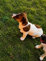 Gizmo , a male Jack Russell Terrier for sale in Mashpee, MA – 2 of 2