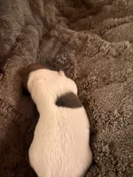 Rocky, a male Jack Russell Terrier for sale in Mashpee, MA – 4 of 4