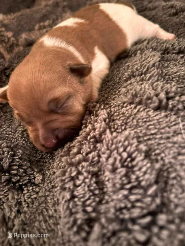 River  – Jack Russell Terrier puppy for sale in Mashpee, MA