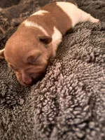 River , a male Jack Russell Terrier for sale in Mashpee, MA – 1 of 2