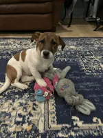 Tucker , a male Jack Russell Terrier for sale in Assonet, MA – Photo 2 of 3