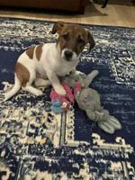 Tucker , a male Jack Russell Terrier for sale in Assonet, MA – Photo 3 of 3