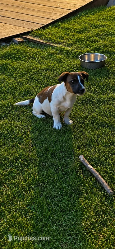 Gizmo  – Jack Russell Terrier puppy for sale in Mashpee, MA