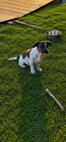 Gizmo , a male Jack Russell Terrier for sale in Mashpee, MA – 1 of 2