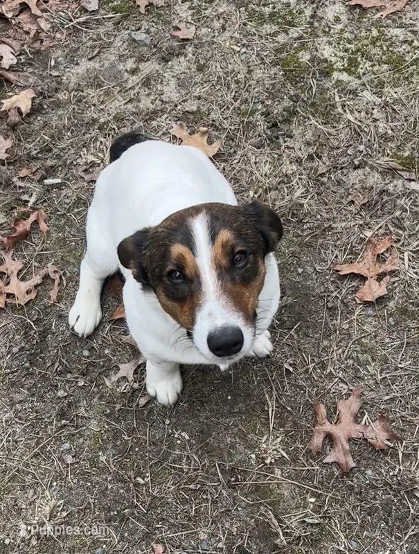Charlie Daniels, a male Jack Russell Terrier for sale in Assonet, MA – Photo 1 of 4