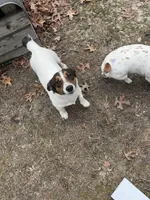 Charlie Daniels, a male Jack Russell Terrier for sale in Assonet, MA – Photo 3 of 4