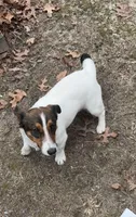 Charlie Daniels, a male Jack Russell Terrier for sale in Assonet, MA – Photo 2 of 4
