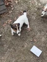 Charlie Daniels, a male Jack Russell Terrier for sale in Assonet, MA – Photo 4 of 4