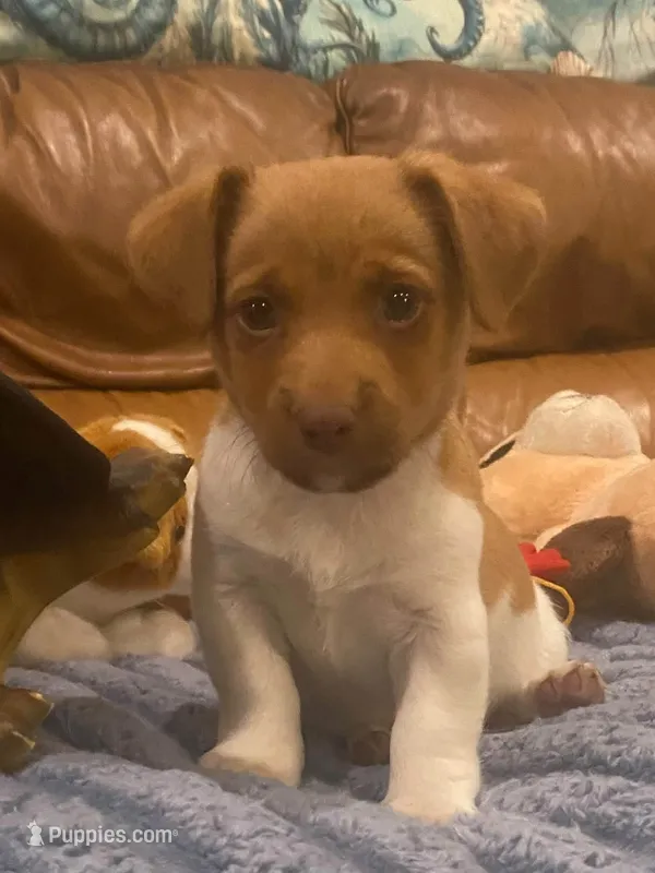 River  – Jack Russell Terrier puppy for sale in Mashpee, MA