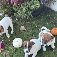 Tonka, a male Jack Russell Terrier for sale in Assonet, MA – Photo 3 of 3