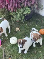 processed/9447e9a0-cf93-40a6-b4c3-9faff4d5977c/listing/b2034f17-2e59-4cee-a20d-3072d64ef0ff/27238b43-3ff4-4a18-b167-775127ea030b