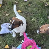 Tonka, a male Jack Russell Terrier for sale in Assonet, MA – Photo 2 of 3
