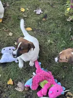 processed/9447e9a0-cf93-40a6-b4c3-9faff4d5977c/listing/b2034f17-2e59-4cee-a20d-3072d64ef0ff/b454339b-7730-484e-9555-8bf6dd148631