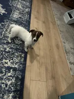 Tonka, a male Jack Russell Terrier for sale in Mashpee, MA – Photo 2 of 5