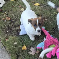 Tonka, a male Jack Russell Terrier for sale in Assonet, MA – Photo 1 of 3