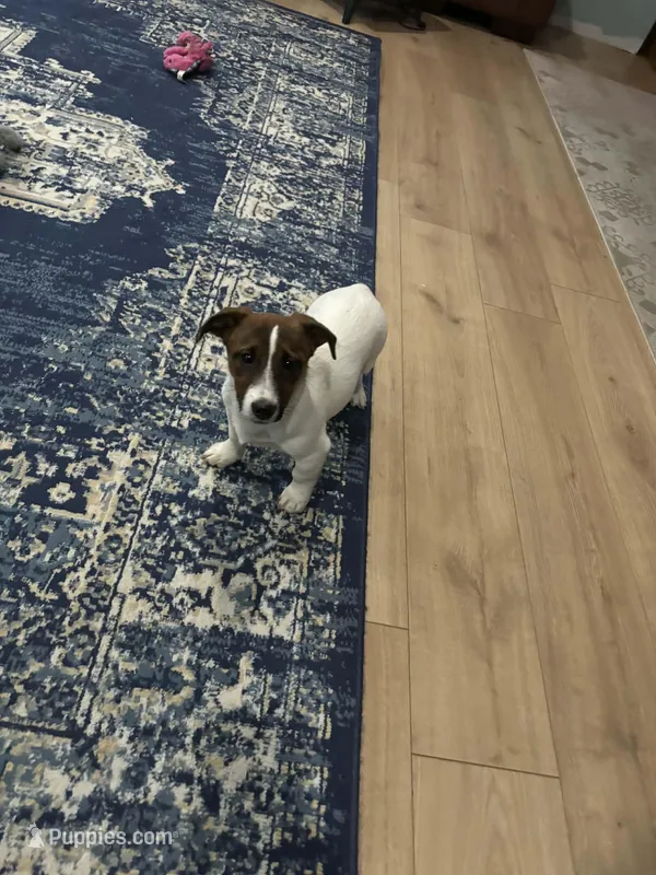 Tonka – Jack Russell Terrier puppy for sale in Assonet, MA