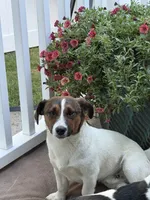 Tonka, a male Jack Russell Terrier for sale in Mashpee, MA – 1 of 6