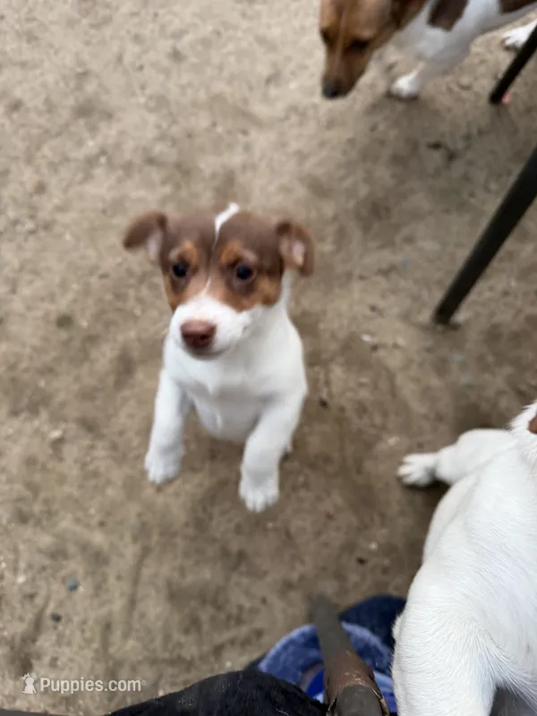 Kismet – Jack Russell Terrier puppy for sale in Mashpee, MA