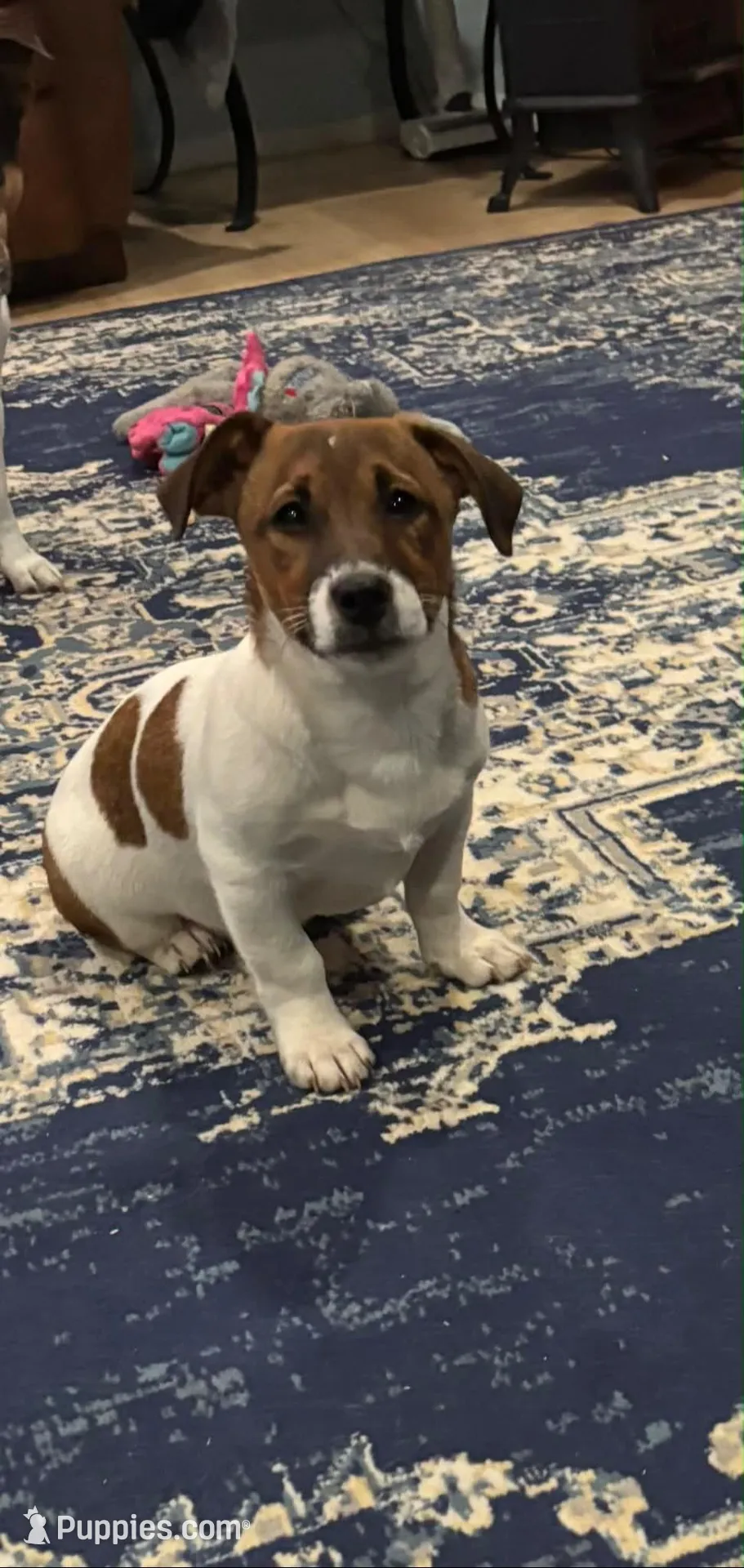 Tucker , a male Jack Russell Terrier for sale in Assonet, MA – Photo 1 of 3