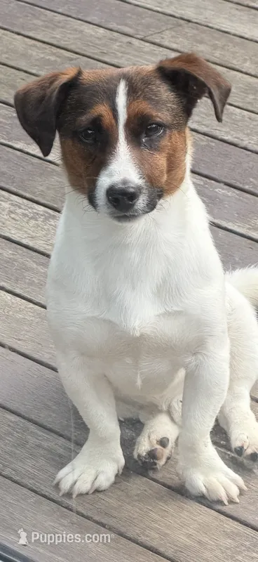 Tonka – Jack Russell Terrier puppy for sale in Mashpee, MA