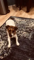 Eloise , a female Jack Russell Terrier for sale in Mashpee, MA – Photo 3 of 3
