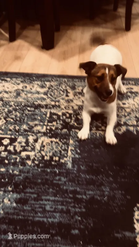 Eloise , a female Jack Russell Terrier for sale in Mashpee, MA – Photo 1 of 3