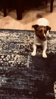 Eloise , a female Jack Russell Terrier for sale in Mashpee, MA – Photo 1 of 3