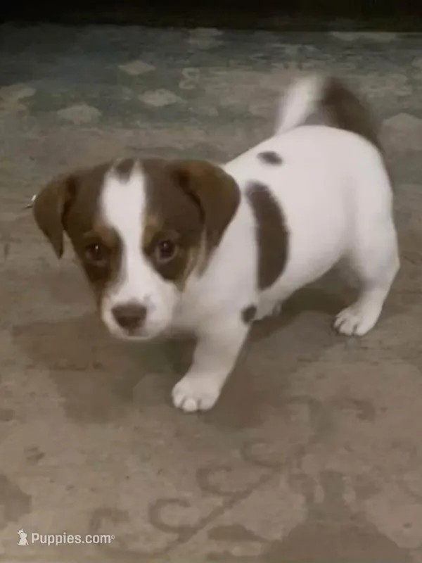 Stella  – Jack Russell Terrier puppy for sale in Mashpee, MA