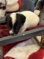 Luna, a female Jack Russell Terrier for sale in Assonet, MA – Photo 4 of 5