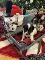 Luna, a female Jack Russell Terrier for sale in Assonet, MA – Photo 5 of 5