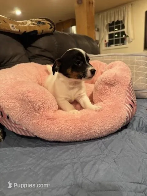 Luna, a female Jack Russell Terrier for sale in Assonet, MA – Photo 1 of 5