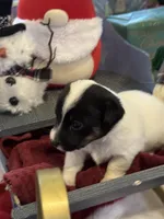 Luna, a female Jack Russell Terrier for sale in Assonet, MA – Photo 3 of 5