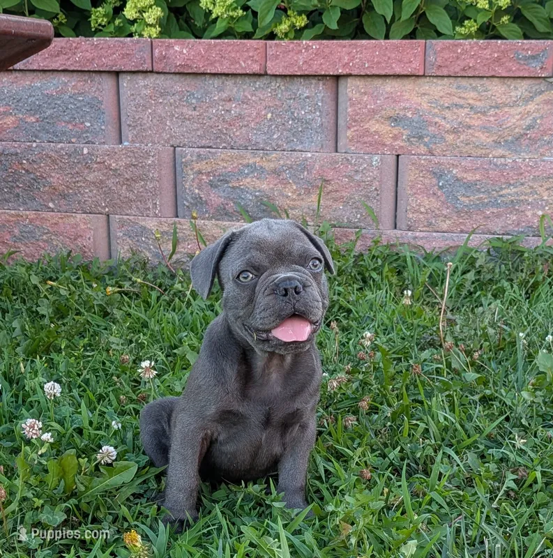 Joe Tibbs – Boston Terrier, French Bulldog puppy for sale in Stewartsville, MO