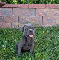 Joe Tibbs, a male Boston Terrier and French Bulldog for sale in Stewartsville, MO – 2 of 6