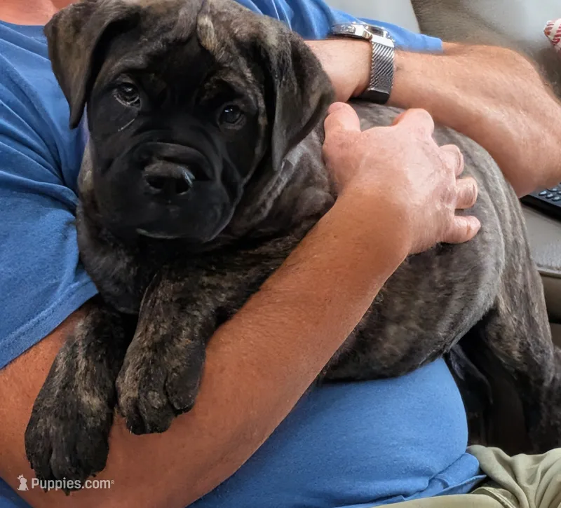 Bindi  – Bullmastiff puppy for sale in Stewartsville, MO