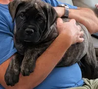 Bindi , a female Bullmastiff for sale in Stewartsville, MO – 1 of 8