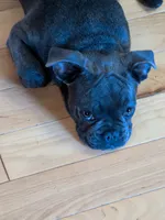 BlueBarry, a male Boston Terrier and French Bulldog for sale in Stewartsville, MO – 2 of 2