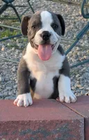 Bruce, a male Boston Terrier and French Bulldog for sale in Stewartsville, MO – 5 of 9