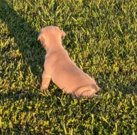 Snickers( Discounted recently), a male Boston Terrier and French Bulldog for sale in Stewartsville, MO – 5 of 6