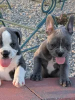Bruce, a male Boston Terrier and French Bulldog for sale in Stewartsville, MO – 6 of 9