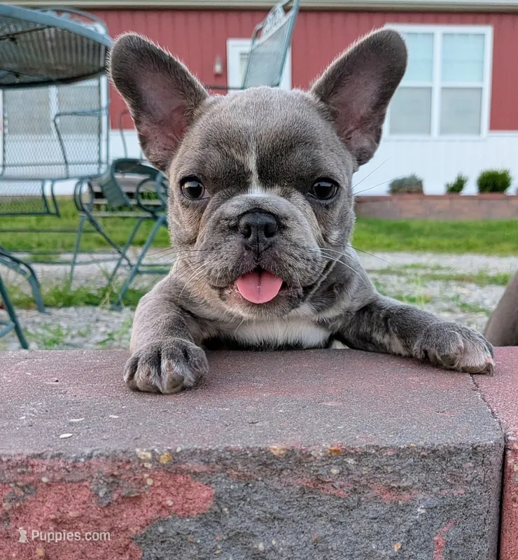 Blue Betty Merle – Boston Terrier, French Bulldog puppy for sale in Stewartsville, MO